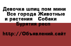 Девочка шпиц пом мини - Все города Животные и растения » Собаки   . Бурятия респ.